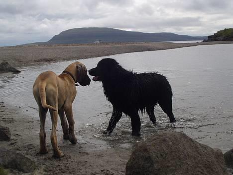 Grand danois Grand de Feld´s Kimba - Jeg vil også Såå gerne ud i, men tør ikk for godt,, Det er jo VÅDT!! ;) billede 4