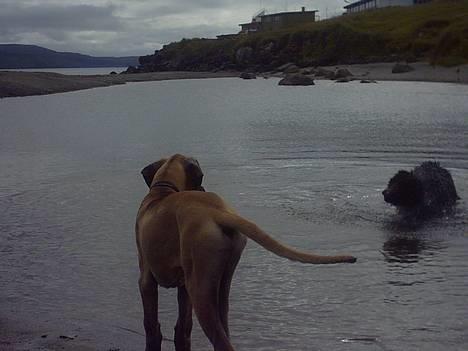 Grand danois Grand de Feld´s Kimba - Kimba 4 månder billede 5