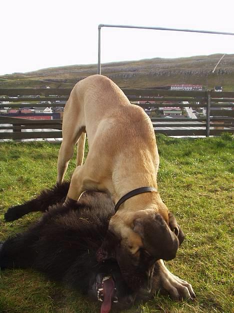 Grand danois Grand de Feld´s Kimba billede 6