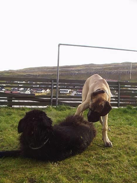 Grand danois Grand de Feld´s Kimba billede 7