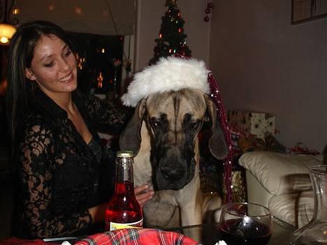 Grand danois Grand de Feld´s Kimba - Kimba i jule idyl ;) billede 8