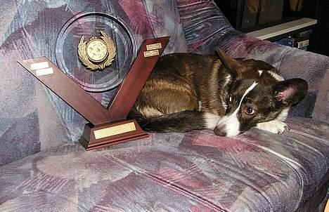 Welsh corgi cardigan Fie (aflivet dec 06) - Fie vandt en flot stor pokal da hun blev klubmester i Agility billede 9