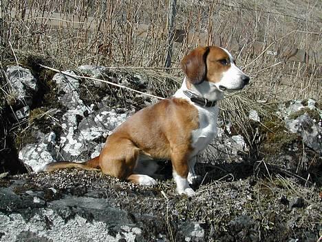 Blanding af racer Doffen - hey jeg hedder doffen..vil du leg emed meg æll? billede 1