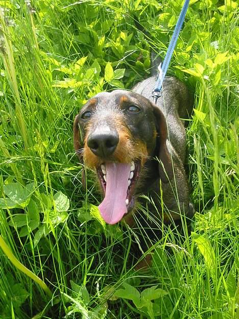 Gravhund Frodo - Frodo i græsset.. Uhh, en jungle.!! (Foto: Lena E.) billede 1