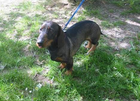 Gravhund Frodo - Heej Frodo, står du der og kigger ? (Foto: Lena E.) billede 2