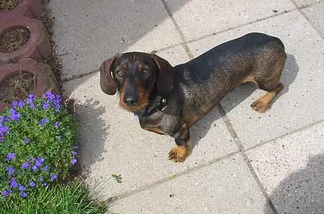 Gravhund Frodo - Lille Frodo.. (Foto: Lena E.) billede 3