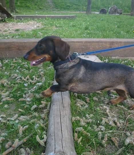 Gravhund Frodo - Og et til og et til. Puhhaa, det er hårdt ! (Foto: Lena E.) billede 4