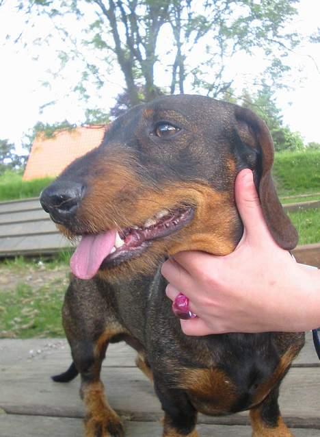 Gravhund Frodo - Se liige mig. ! Er jeg ikke skøn ? (Foto: Lena E.) billede 5