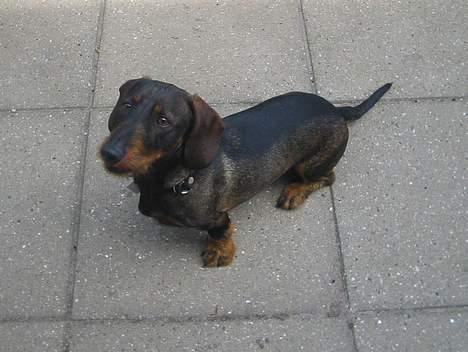 Gravhund Frodo - :) (Foto: Lena E.) billede 7