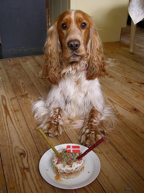 Cocker spaniel Vaks 16./5. - Så blev man sørme to år men det er jo helle ingen alder... Er i hvert fald stadig lige så Vaks som jeg plejer :) billede 18