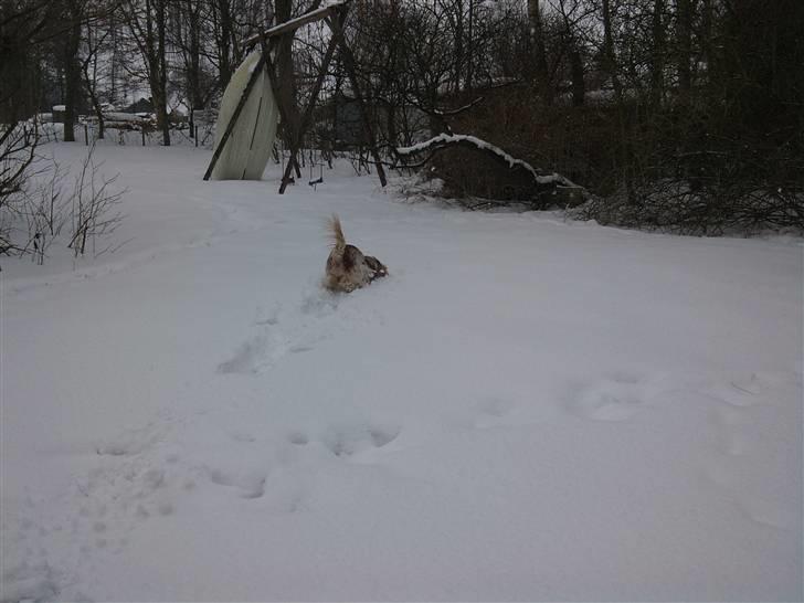 Cocker spaniel Vaks 16./5. - Hey billede 19