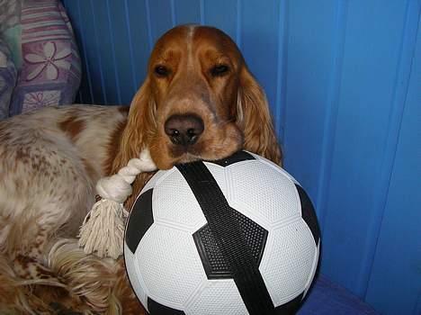 Cocker spaniel Vaks 16./5. - Bruger lige bolden her som hovedpude :) billede 20