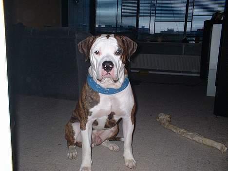 Amerikansk bulldog Eriksson's Arnold "Thor"  billede 1
