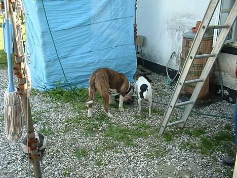 Amerikansk bulldog Eriksson's Arnold "Thor"  billede 2