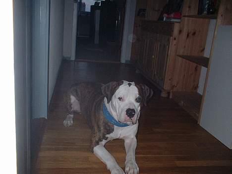 Amerikansk bulldog Eriksson's Arnold "Thor"  billede 3