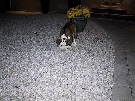 Amerikansk bulldog Eriksson's Arnold "Thor"  billede 4