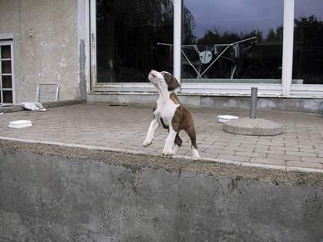 Amerikansk bulldog Eriksson's Arnold "Thor"  billede 5