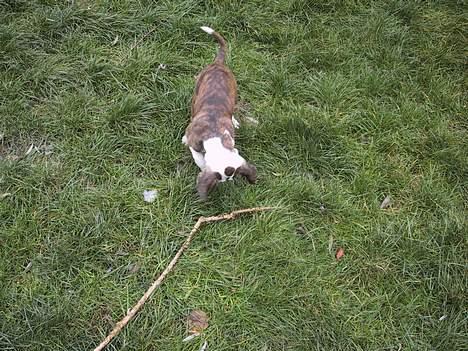 Amerikansk bulldog Eriksson's Arnold "Thor"  billede 6