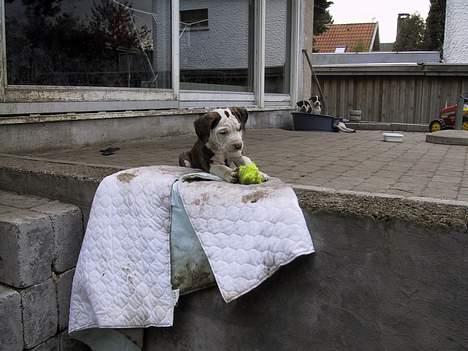 Amerikansk bulldog Eriksson's Arnold "Thor"  billede 7