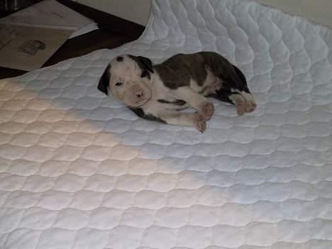 Amerikansk bulldog Eriksson's Arnold "Thor"  billede 8