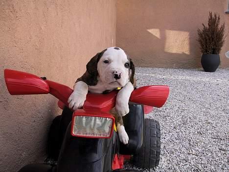 Amerikansk bulldog Eriksson's Arnold "Thor"  billede 9