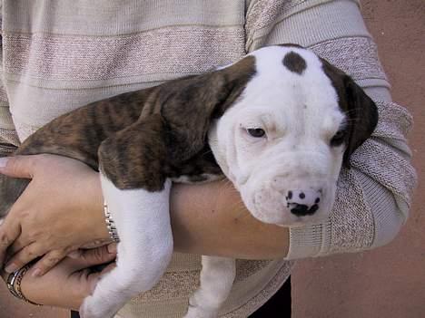Amerikansk bulldog Eriksson's Arnold "Thor"  billede 10