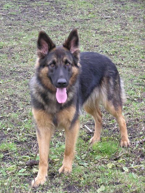 Schæferhund Micha - NYT billede 20