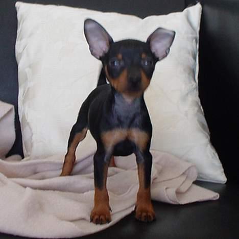 Dvaergpinscher Rødkildes Shorty - Baby Shorty 1 (8 uger gammel) billede 2