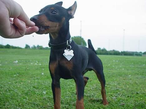 Dvaergpinscher Rødkildes Shorty - Mmmm, smager godt! billede 9