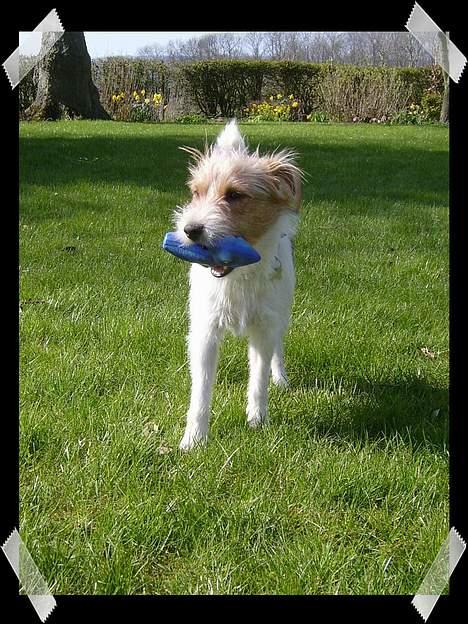 Parson russell terrier Rico (mors hund) billede 10