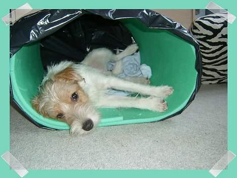 Parson russell terrier Rico (mors hund) billede 11