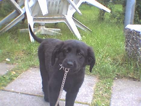 Labrador retriever cosmo - Haha, nu skal jeg visse hvem der skal gå tur med hvem!!! billede 1