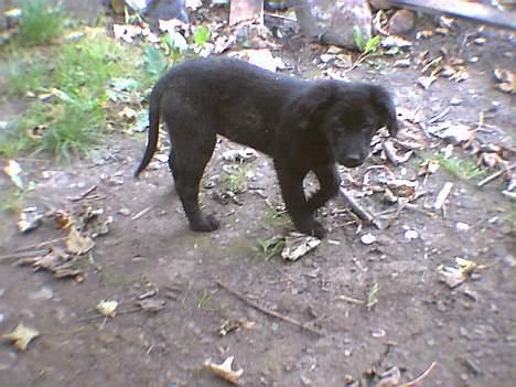 Labrador retriever cosmo billede 2