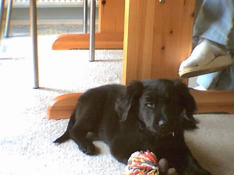 Labrador retriever cosmo billede 3