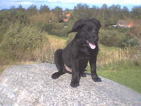 Labrador retriever cosmo - Aaaaahhh hvor det er dejligt at få noget luft!! billede 4