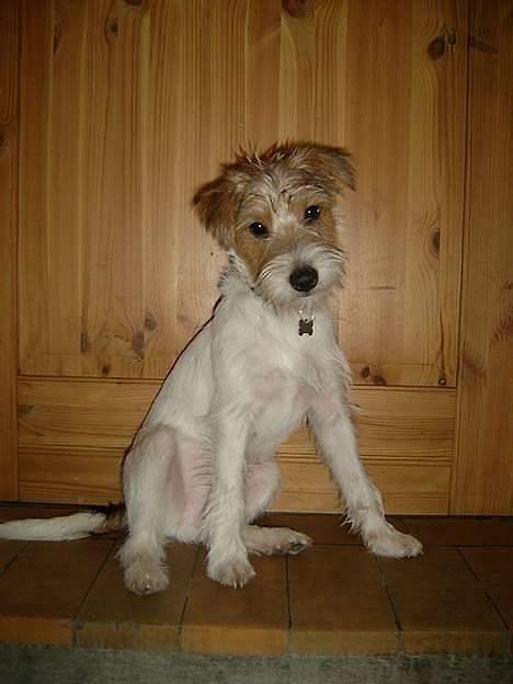Parson russell terrier Rico (mors hund) billede 12