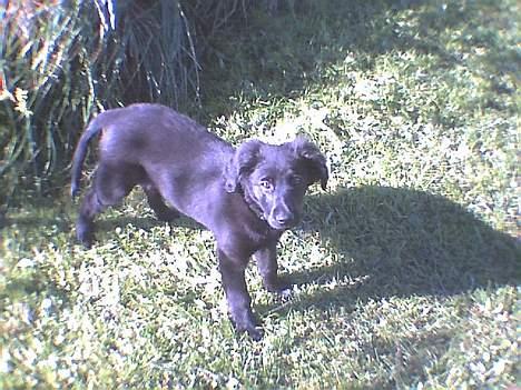 Labrador retriever cosmo billede 5