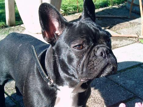 Fransk bulldog Diesel - Sommeren 2005 i kolonihaven. billede 12