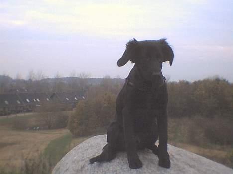 Labrador retriever cosmo billede 6