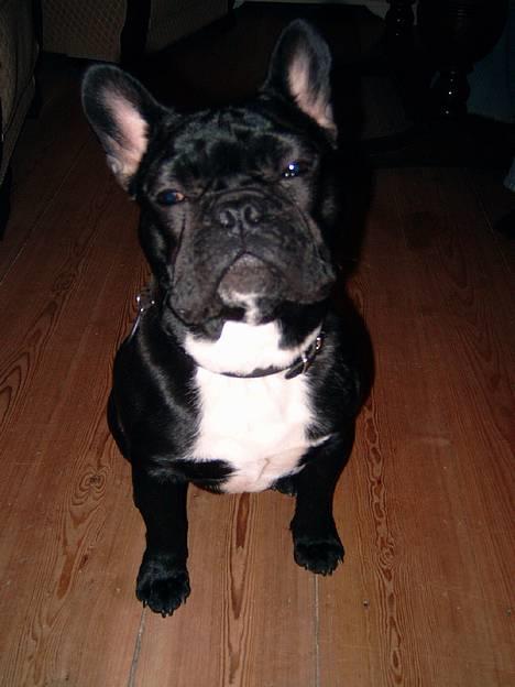 Fransk bulldog Diesel - Hey... skal du spille smart!!?? billede 13