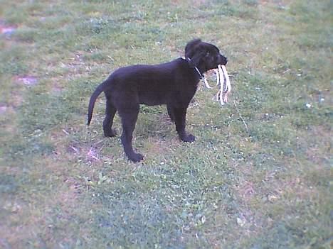 Labrador retriever cosmo billede 7