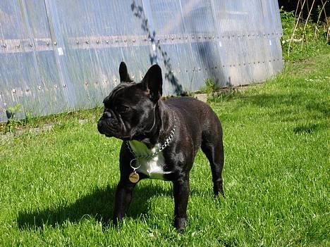 Fransk bulldog Diesel - Mors dreng :o) billede 14