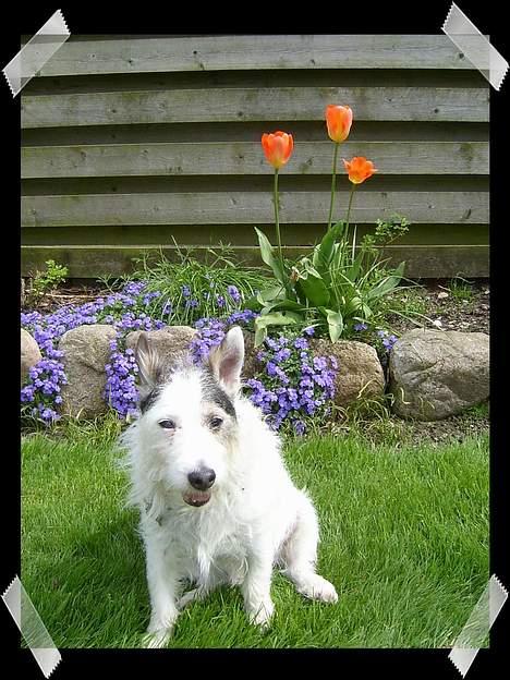 Jack russell terrier Plet † R.I.P. † billede 11