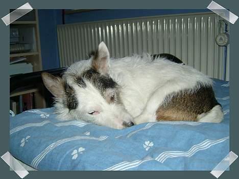 Jack russell terrier Plet † R.I.P. † billede 12