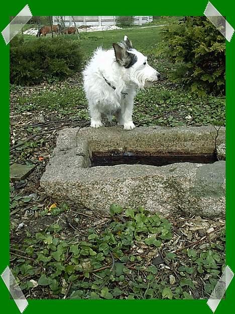 Jack russell terrier Plet † R.I.P. † billede 13