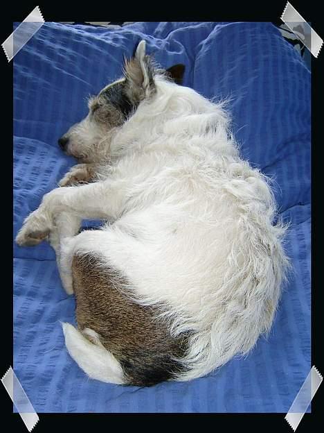 Jack russell terrier Plet † R.I.P. † billede 14