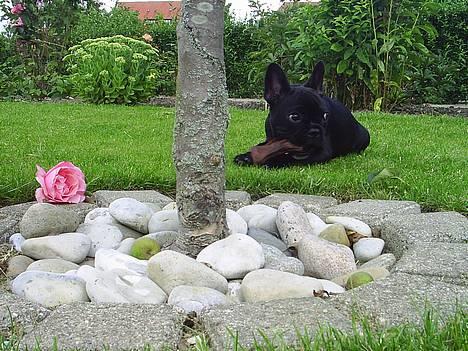 Fransk bulldog Diesel - 12 uger  billede 15