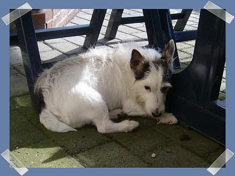 Jack russell terrier Plet † R.I.P. † billede 15