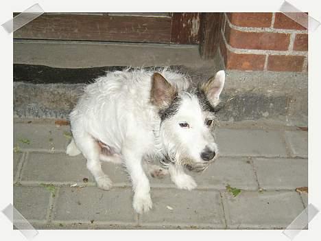 Jack russell terrier Plet † R.I.P. † billede 16