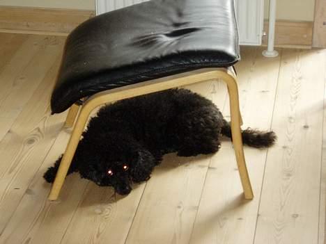 Dværgpuddel Daisy - Hov hov Daisy .. Hvorfor gemmer du dig ? :P  billede 1